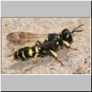 Crabro peltarius - Grabwespe w07 12mm.jpg